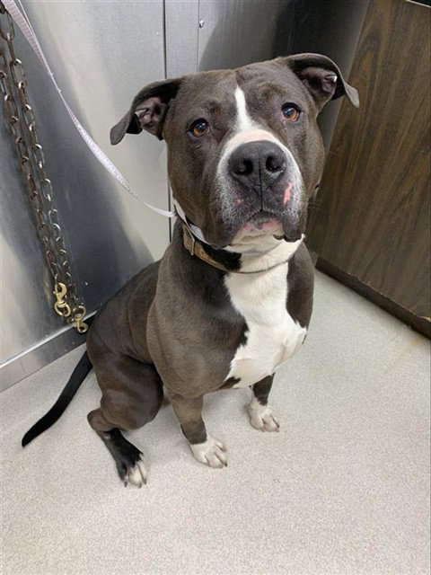 THOR, an adoptable Pit Bull Terrier in Fairbanks, AK