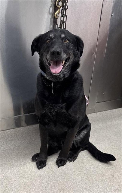 RAVEN, an adoptable Labrador Retriever in Fairbanks, AK