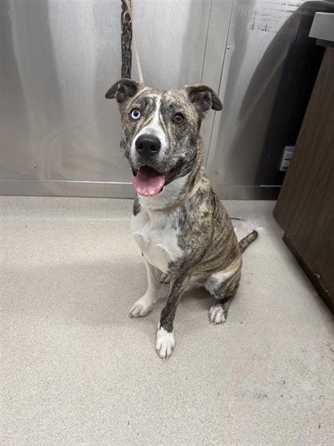 PETEY, an adoptable Husky in Fairbanks, AK