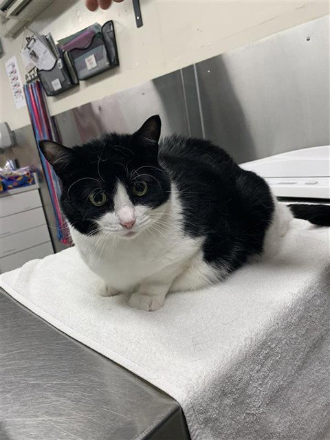 LILO, an adoptable Domestic Short Hair in Fairbanks, AK