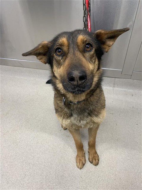 SHILO, an adoptable German Shepherd Dog in Fairbanks, AK