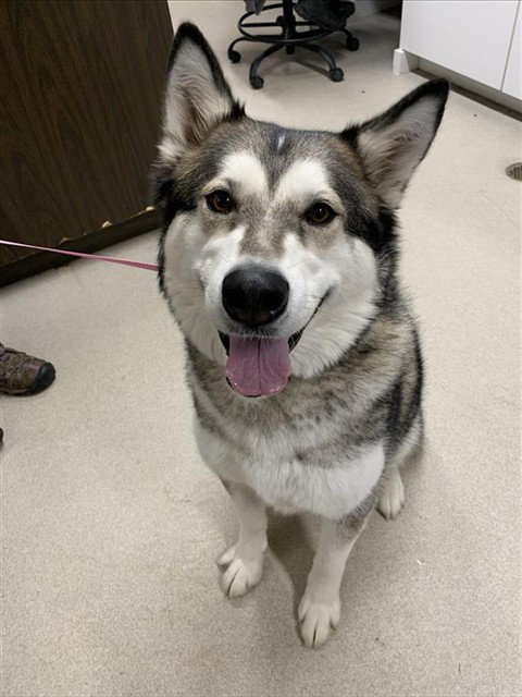 SOUR, an adoptable Alaskan Malamute in Fairbanks, AK