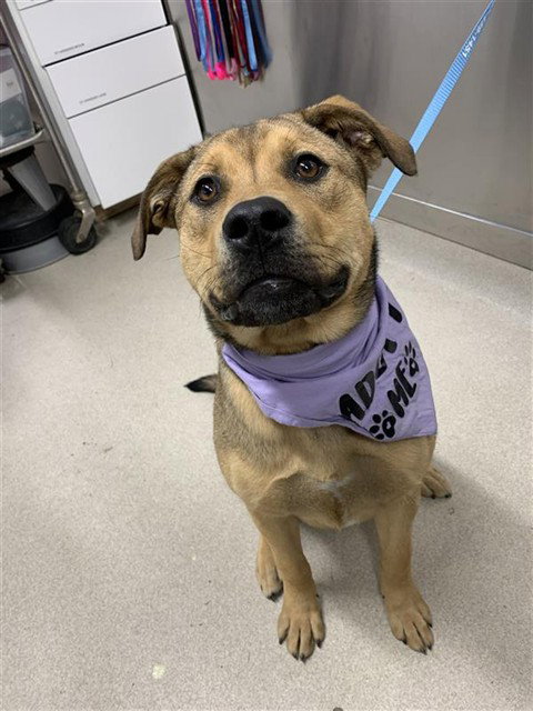 CORNBREAD, an adoptable Pit Bull Terrier in Fairbanks, AK