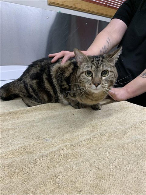MOUSE, an adoptable Domestic Short Hair in Fairbanks, AK