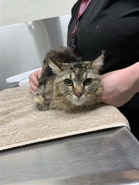 BUNNI, an adoptable Domestic Long Hair in Fairbanks, AK