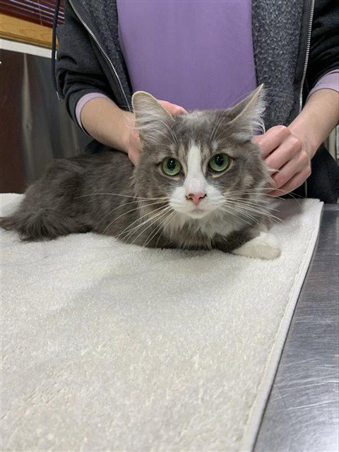 FREYA, an adoptable Domestic Medium Hair in Fairbanks, AK