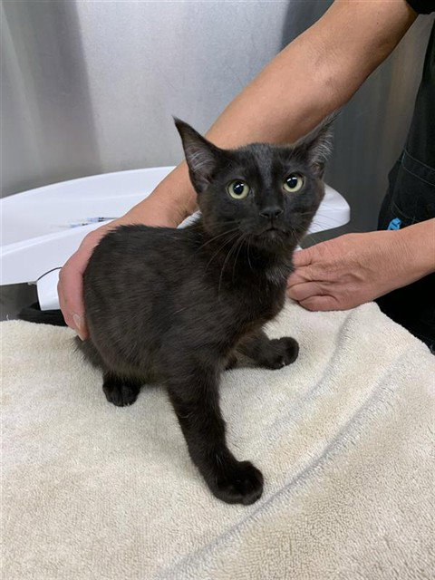 *DANIEL, an adoptable Domestic Short Hair in Fairbanks, AK