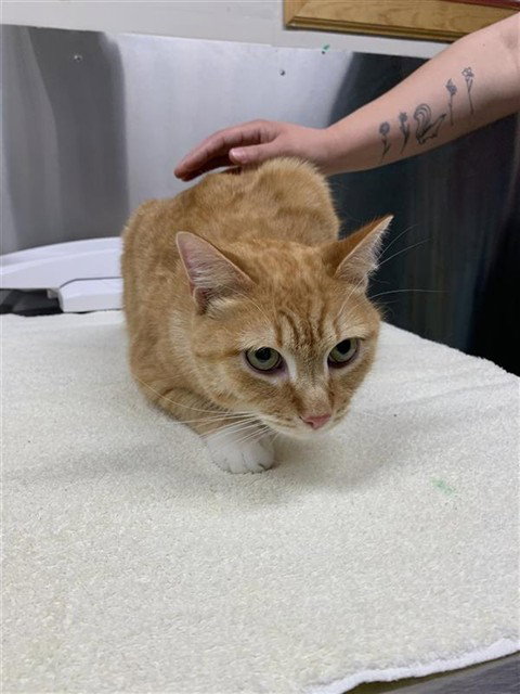JESSE, an adoptable Domestic Short Hair in Fairbanks, AK