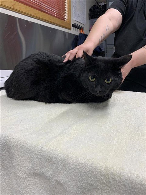 WEDNESDAY, an adoptable Domestic Short Hair in Fairbanks, AK