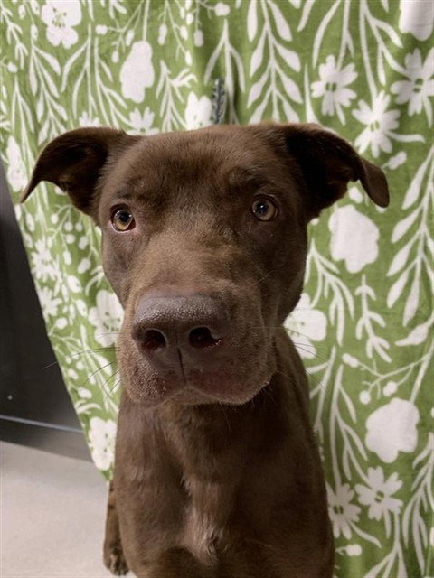 RIVER, an adoptable Pit Bull Terrier in Fairbanks, AK