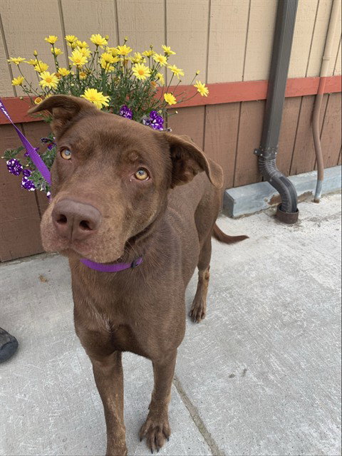 RIVER, an adoptable Pit Bull Terrier in Fairbanks, AK