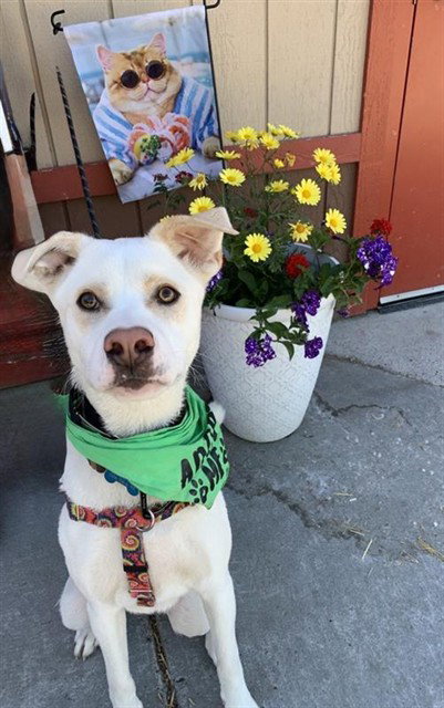 MAKO, an adoptable Labrador Retriever in Fairbanks, AK
