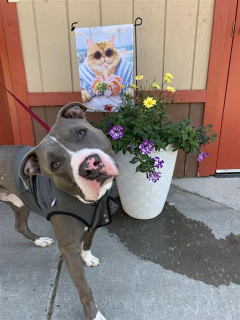 CHE'LU, an adoptable Pit Bull Terrier in Fairbanks, AK