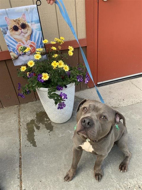 ZEUS