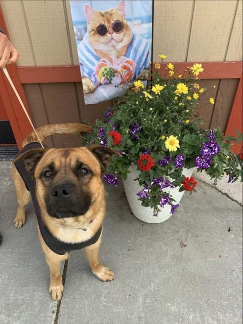 *DENNY, an adoptable German Shepherd Dog in Fairbanks, AK