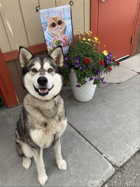 BELLE, an adoptable Siberian Husky in Fairbanks, AK