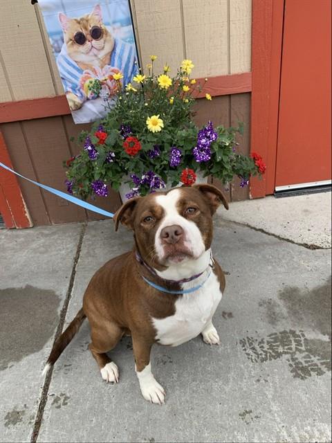 CONNIE, an adoptable Pit Bull Terrier in Fairbanks, AK