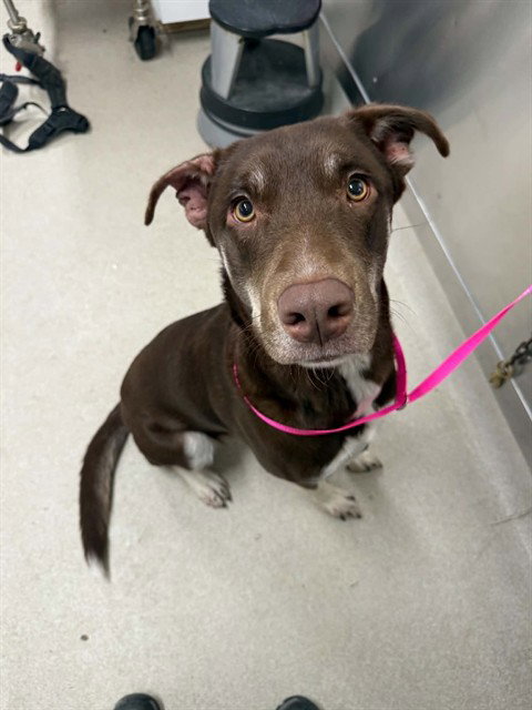 KIRA, an adoptable Husky in Fairbanks, AK