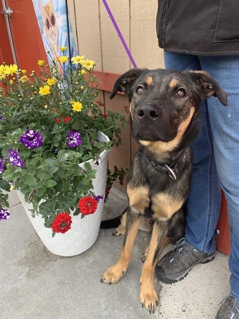 *KIZIK, an adoptable Husky in Fairbanks, AK