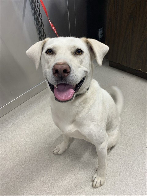 DENALI, an adoptable Labrador Retriever in Fairbanks, AK
