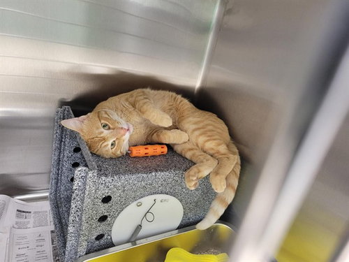 *MARSHALL, an adoptable Domestic Medium Hair in Fairbanks, AK