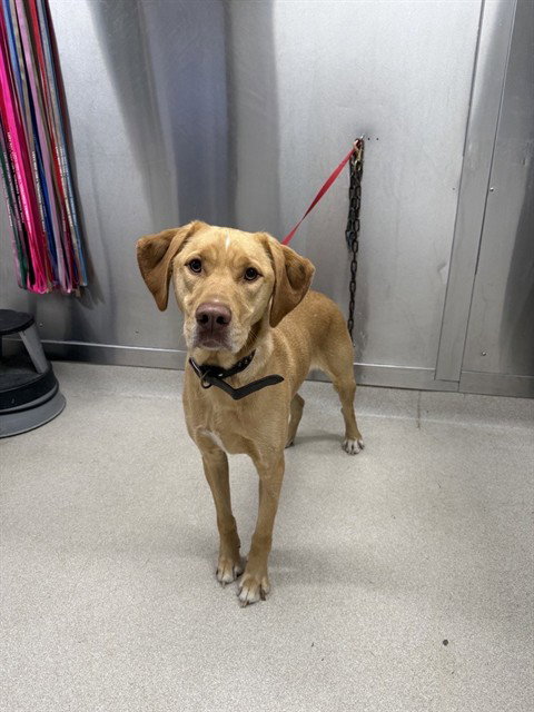 SOL, an adoptable Labrador Retriever in Fairbanks, AK