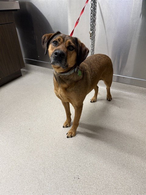 CHEWY, an adoptable Labrador Retriever in Fairbanks, AK
