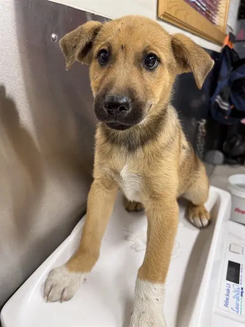 Mark - Husky