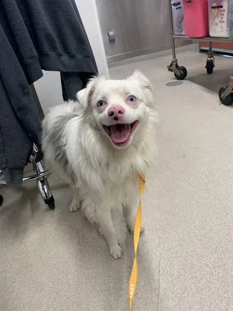 Powder - Australian Shepherd