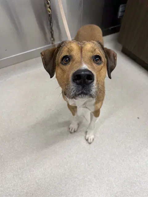 Rex - Hound