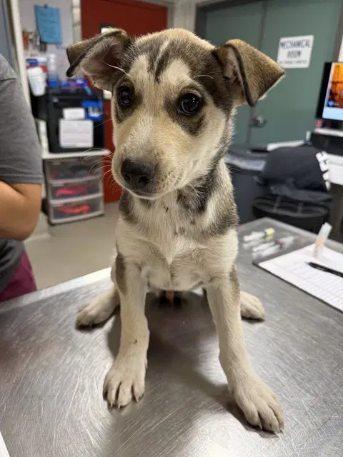 Jane - Husky