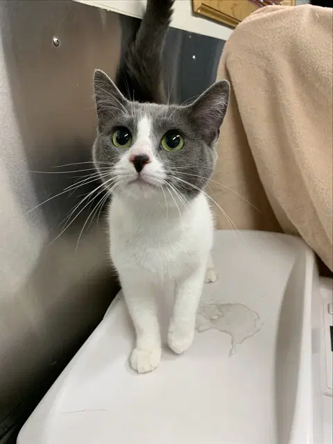 Skeeter - Domestic Short Hair