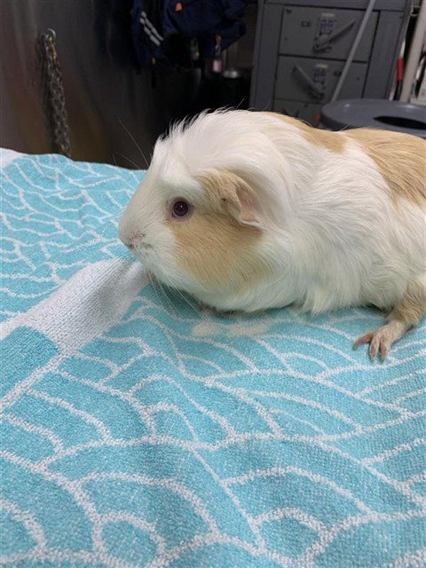 BILL, a guinea pig for adoption from Fairbanks North Start Borough Animal Control