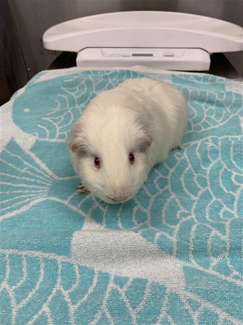 TED, a guinea pig for adoption from Fairbanks North Start Borough Animal Control