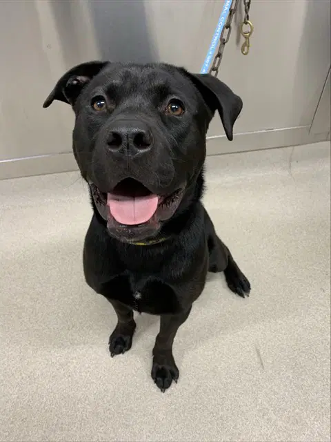 Electra - Labrador Retriever