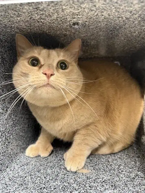 Athena - Domestic Short Hair