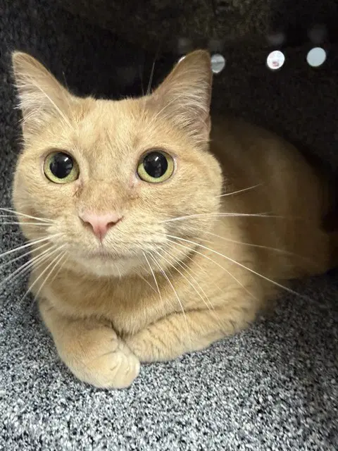 Zelda - Domestic Short Hair