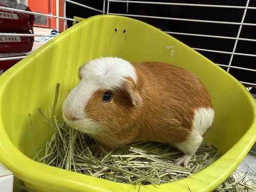 PROF. MARMALADE, a guinea pig for adoption from Fairbanks North Start Borough Animal Control