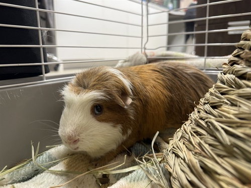 PIG NEWTON, a guinea pig for adoption from Fairbanks North Start Borough Animal Control
