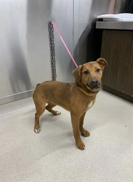 Blaze - Belgian Shepherd Malinois