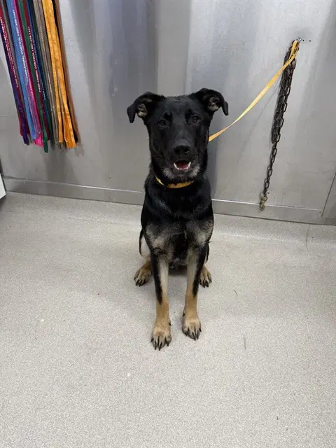Hogan - German Shepherd Dog