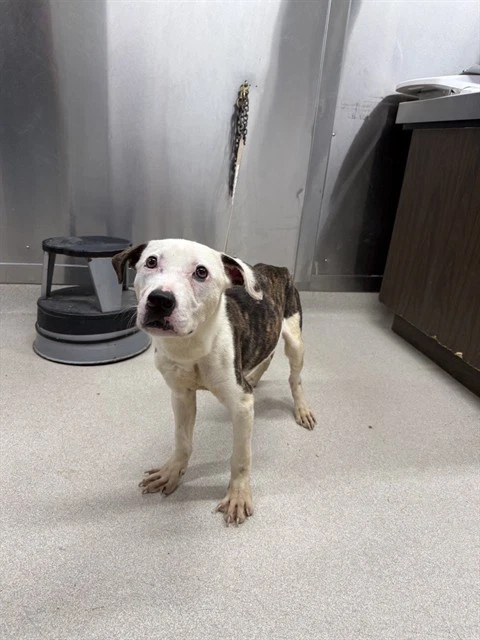 Alfie