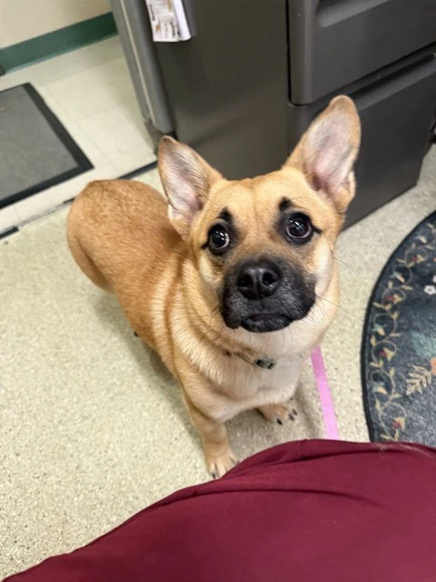 Lulu