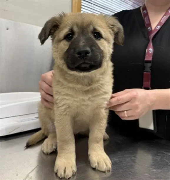 Wendy - Lab