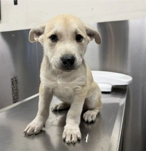 Mickey - Lab