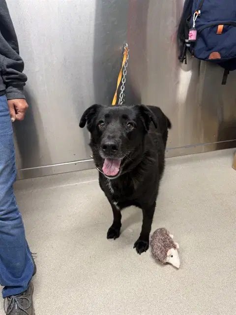 Regina - Labrador Mix