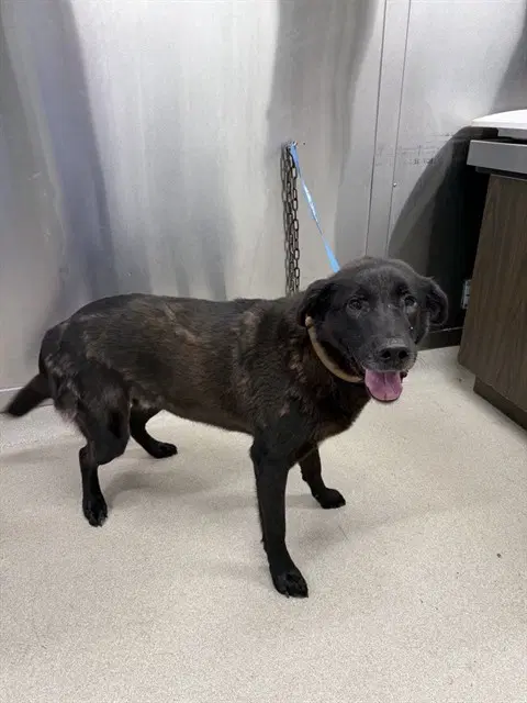 Farkus - Labrador Retriever