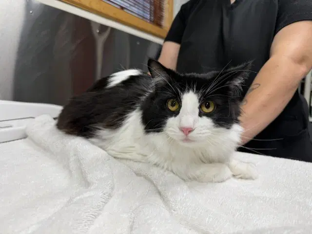 Zorro - Domestic Medium Hair