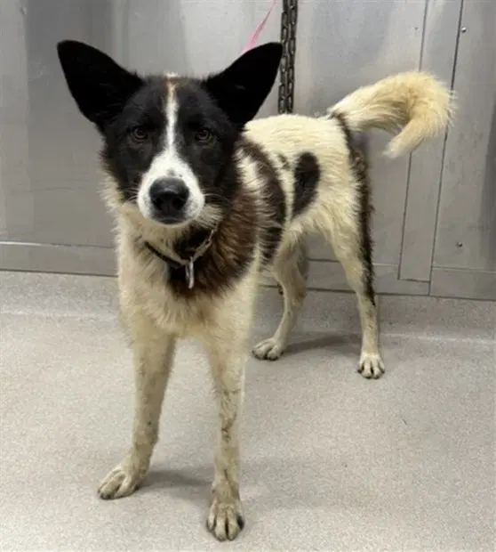 Marten - Husky