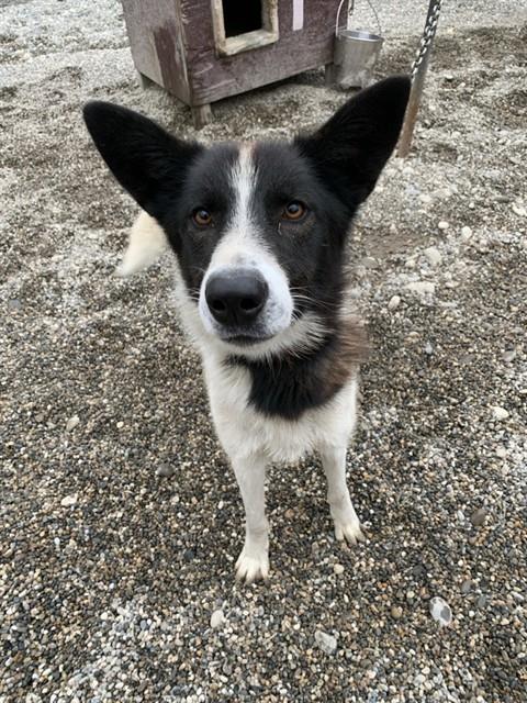 MARTEN, a dog for adoption from Fairbanks North Start Borough Animal Control